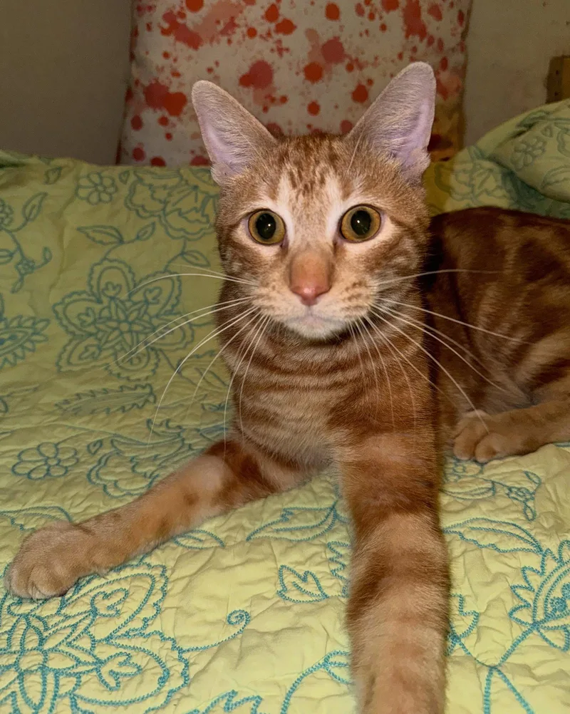 A young medium-sized male Orange / Red Domestic Short Hair cat named Chuck for adoption in Houston, TX