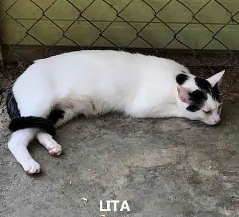 A young medium-sized female White Domestic Short Hair cat named Lita for adoption in Washington, GA