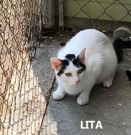 Lita thumbnail 2