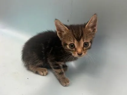 A baby small-sized female Domestic Short Hair cat named Olivia for adoption in Woodbury, MN