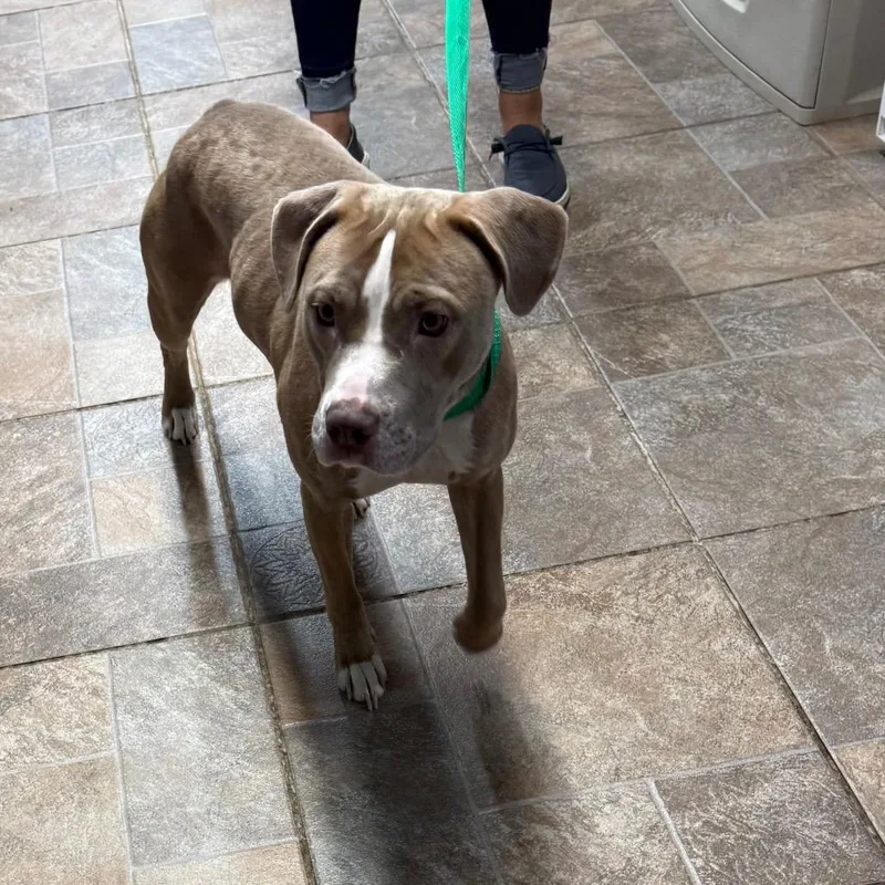 A young medium-sized female Yellow / Tan / Blond / Fawn Pit Bull Terrier dog named Athena for adoption in Homer, NY