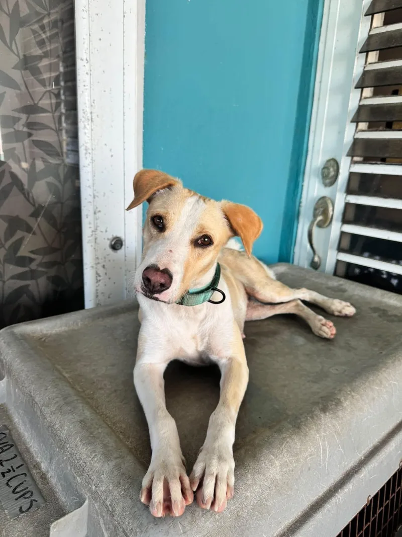 An adult medium-sized female Apricot / Beige Mixed Breed dog named Eva for adoption in Loiza, PR