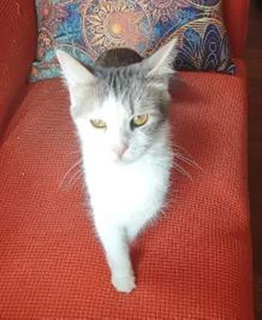 A young medium-sized female White Maine Coon cat named Dragonfly for adoption in Melrose, MA