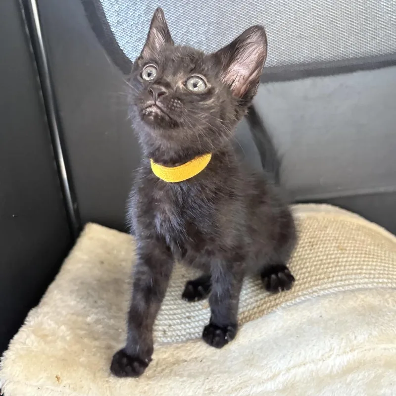 A baby small-sized male Black Domestic Short Hair cat named Maui for adoption in Long Beach, CA