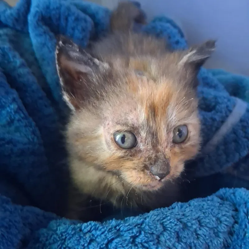 A baby medium-sized female Domestic Short Hair cat named Pickles for adoption in Aberdeen, WA