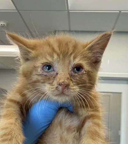 A young small-sized male Domestic Short Hair cat named Marty for adoption in Lafayette, IN