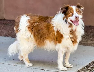 A senior large-sized female Mixed Breed dog named Bonita for adoption in Longmont, CO