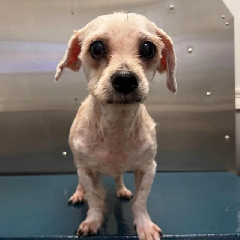 A senior small-sized female White / Cream Mixed Breed dog named Willow Faye for adoption in Long Island City, NY