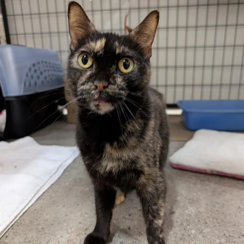An adult medium-sized female Tortoiseshell Domestic Short Hair cat named Shrimp for adoption in Columbus, OH