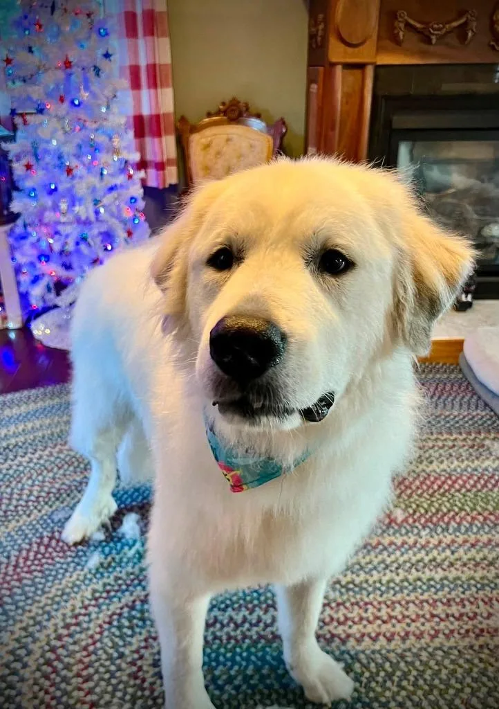 An adult extra large-sized male Great Pyrenees dog named Kevin for adoption in Waverly, NY