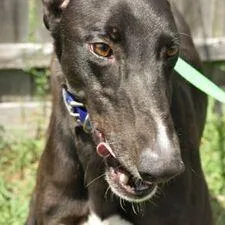 An adult large-sized male Greyhound dog named Leningrad for adoption in grandville, MI