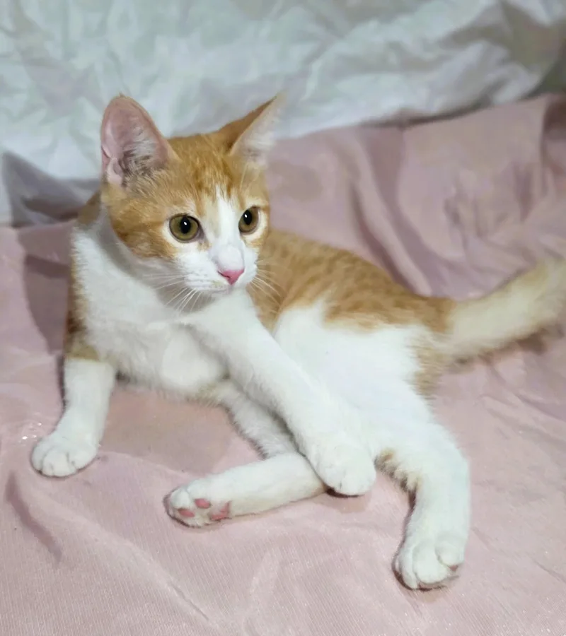 Ginger thumbnail 2