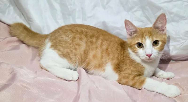 Ginger thumbnail 3