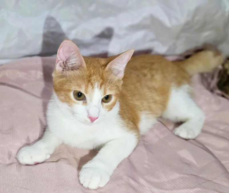 Ginger thumbnail 4