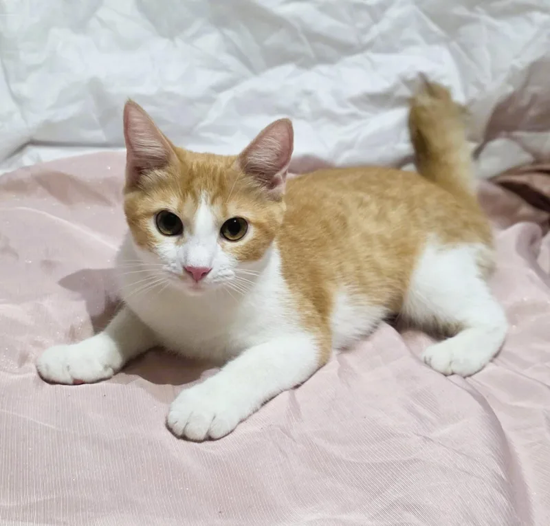 Ginger thumbnail 5
