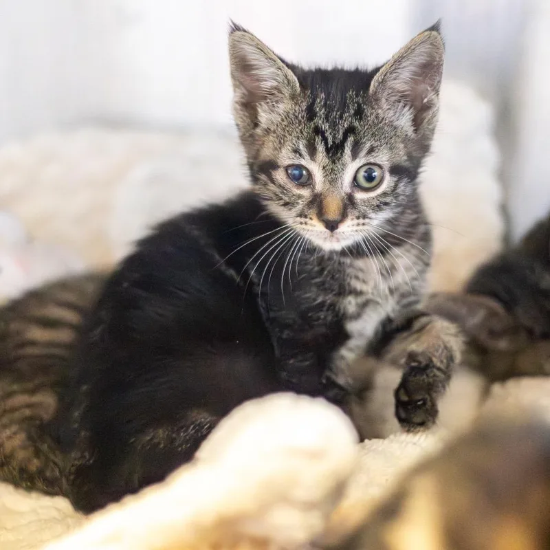 A baby small-sized male Brown / Chocolate Domestic Short Hair cat named Gansito for adoption in Wilmington, DE