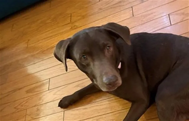 Joe Dirt thumbnail 2