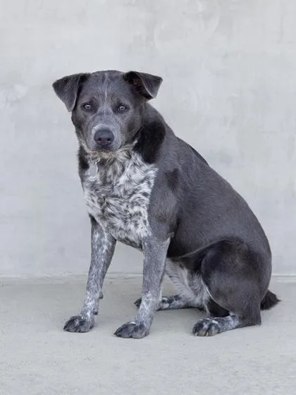 Marcella thumbnail 2