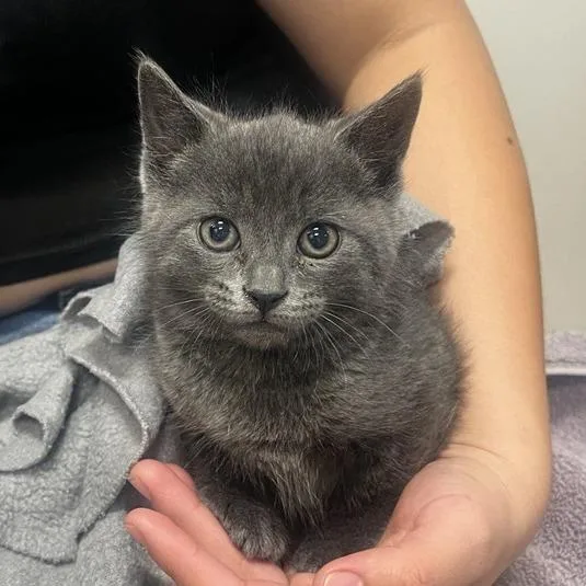 A baby small-sized female Domestic Short Hair cat named Blossom for adoption in Los Angeles, CA
