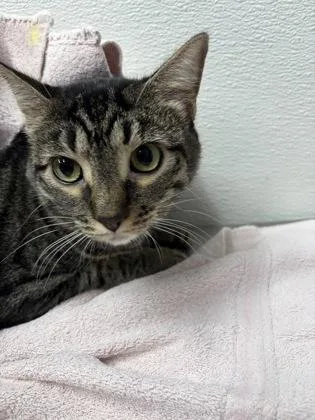 A baby small-sized female Domestic Short Hair cat named Zoey Fka Snow Miser for adoption in West Chester, PA