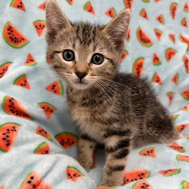 A baby small-sized male Brown / Chocolate Domestic Short Hair cat named Fudge Bar for adoption in Long Beach, CA