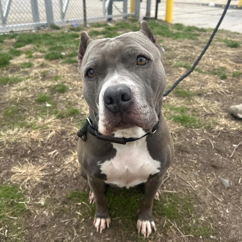 An adult medium-sized female American Bulldog dog named Gypsy for adoption in Weimar, CA