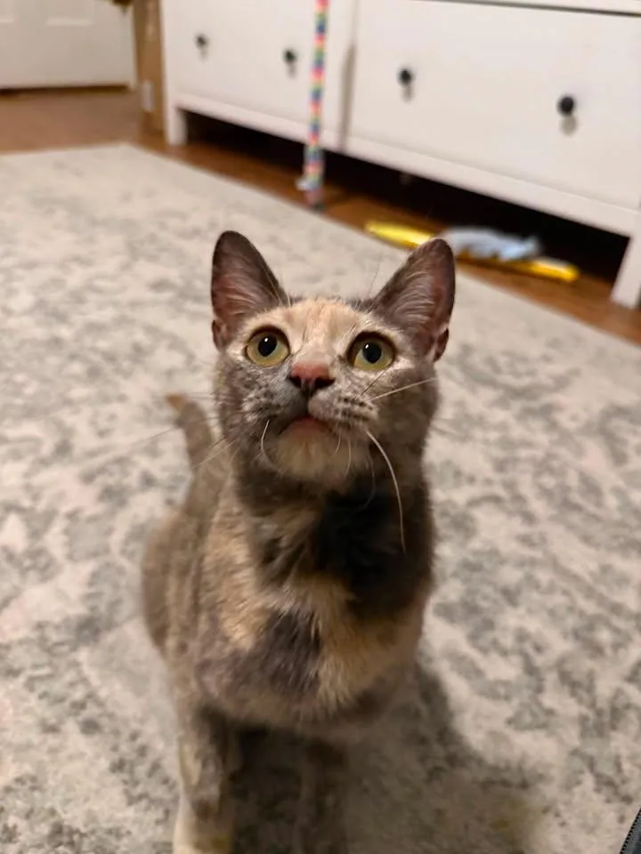 Libby