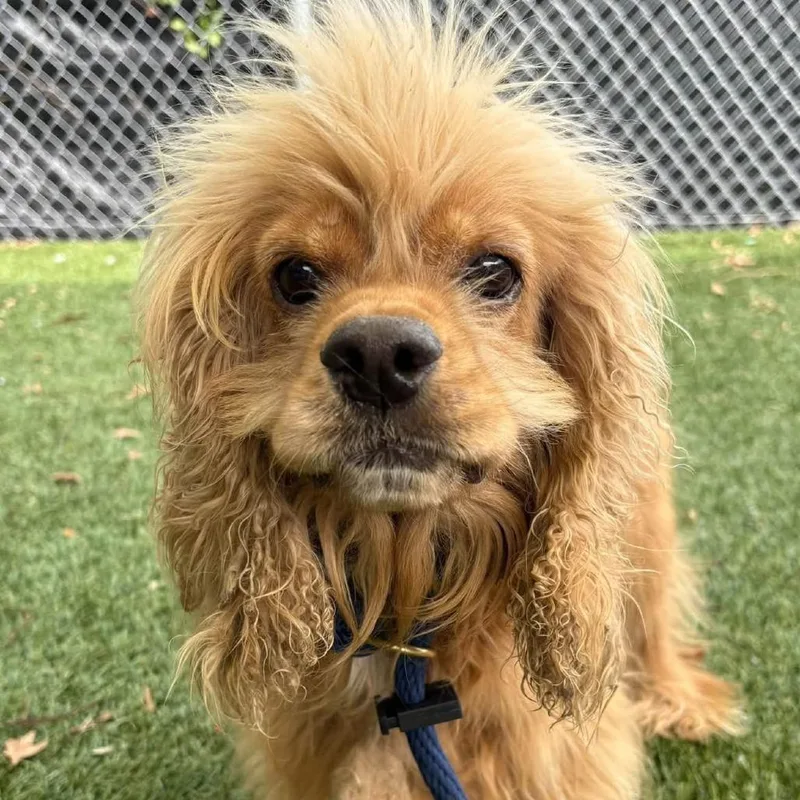 An adult small-sized female Red / Chestnut / Orange Cocker Spaniel dog named Cocomo for adoption in Arlington, VA