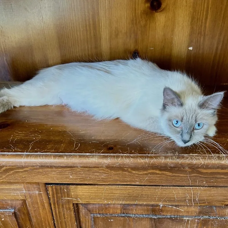 A young medium-sized female Seal Point Domestic Short Hair cat named Peachy for adoption in Mokena, IL