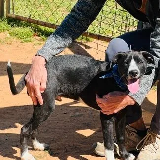 A baby medium-sized male Black Mixed Breed dog named Melvin for adoption in Alexandria, VA