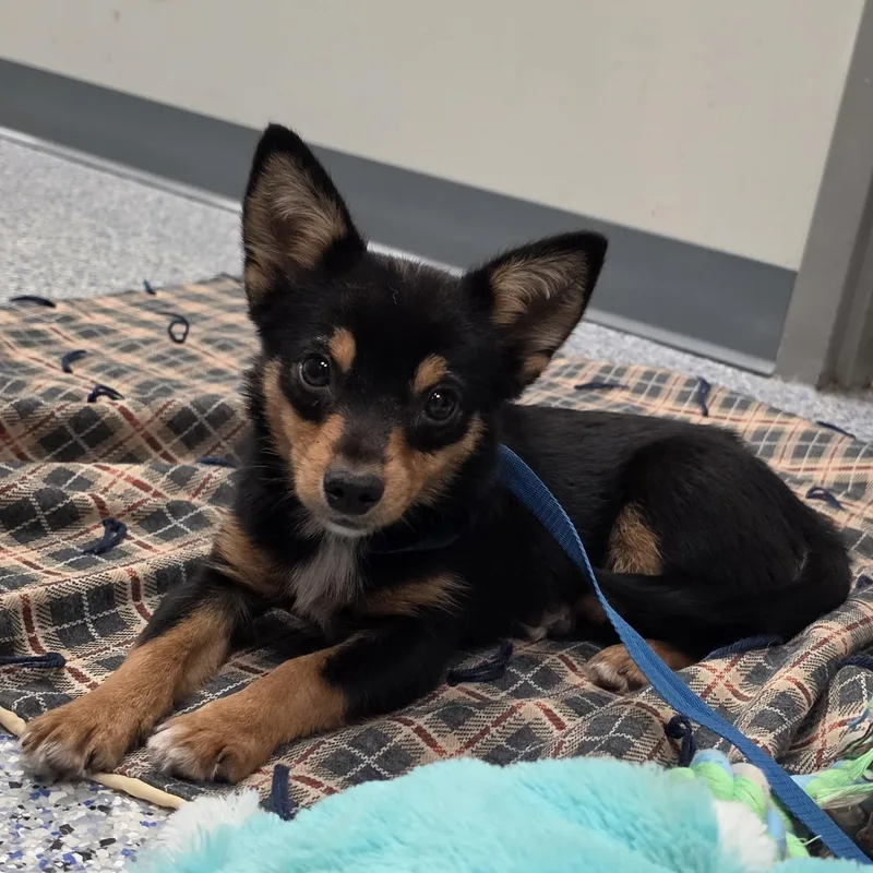 A baby small-sized male Bicolor Chihuahua dog named Deer for adoption in Lemont, IL