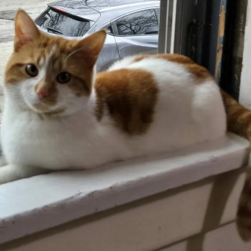 Loverboy Louie! thumbnail 3