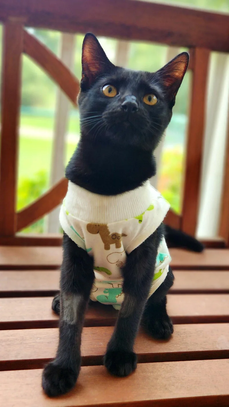 A young medium-sized female Black Domestic Short Hair cat named Thickums for adoption in Pittsboro, NC