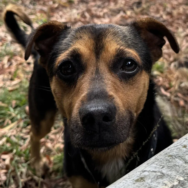 A young small-sized male Terrier dog named Dale for adoption in Oakland, CA