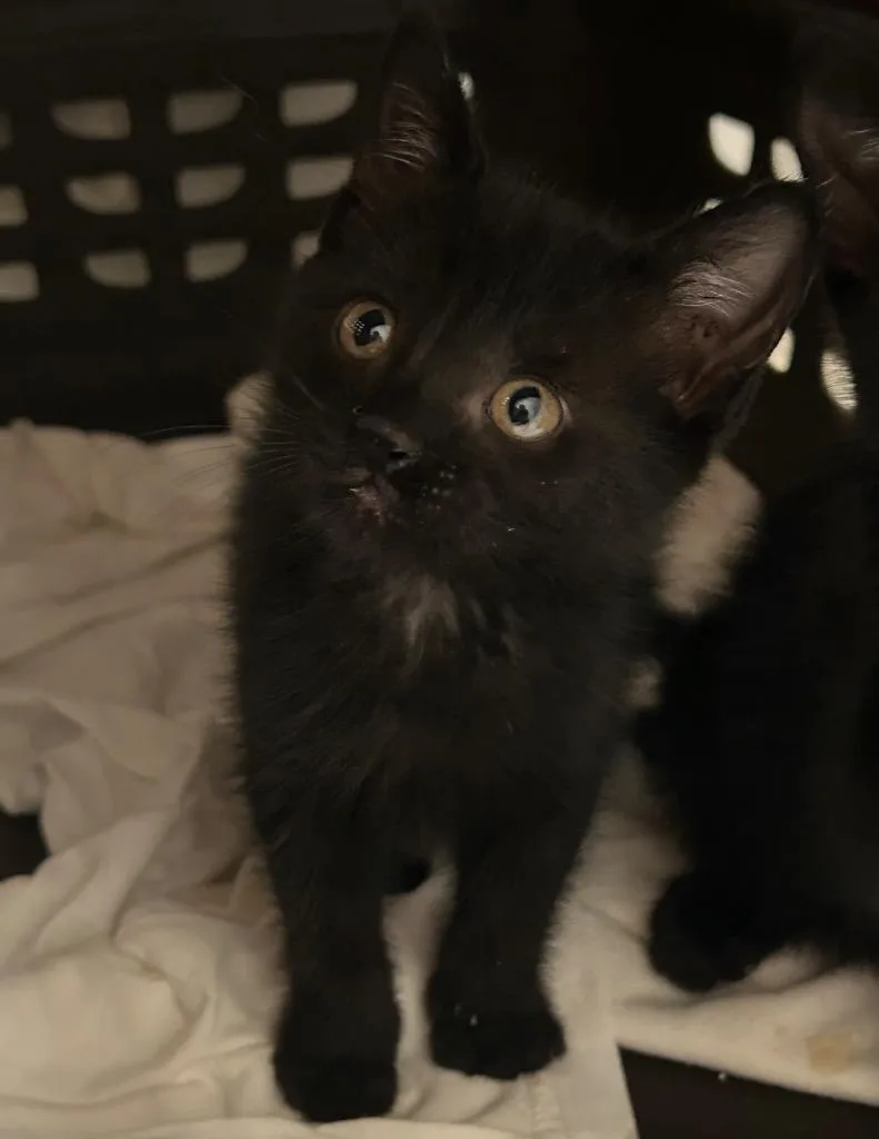 A baby medium-sized male Domestic Short Hair cat named Pawlie for adoption in Pomona, NY