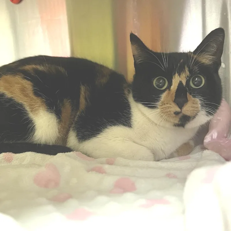A baby medium-sized female Calico Domestic Short Hair cat named Flora for adoption in Port Townsend, WA
