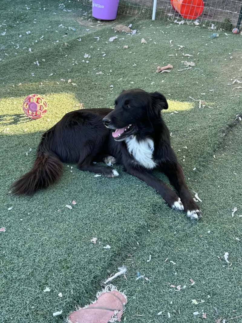 An adult medium-sized male Black Border Collie dog named Mason for adoption in Bend, OR