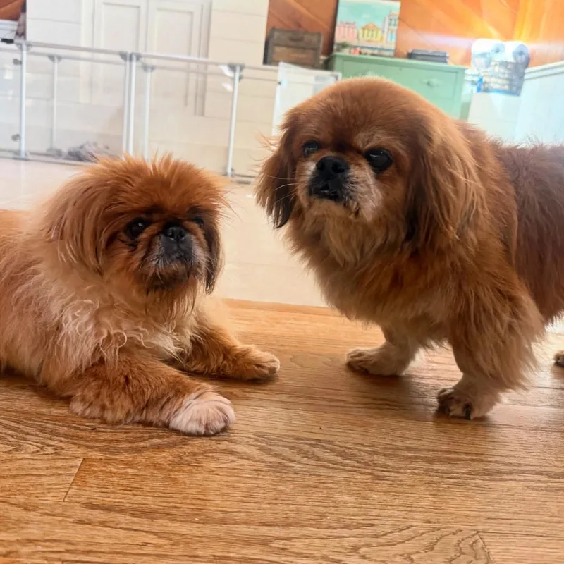 A senior small-sized male Apricot / Beige Pekingese dog named Toshi And Lilli for adoption in Foster, RI