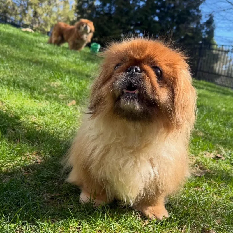 Toshi And Lilli thumbnail 5