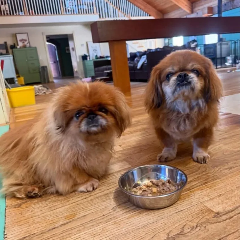 Toshi And Lilli thumbnail 6
