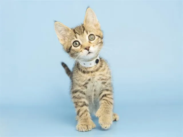 A baby small-sized male Domestic Short Hair cat named Blackjack for adoption in Phoenix, AZ
