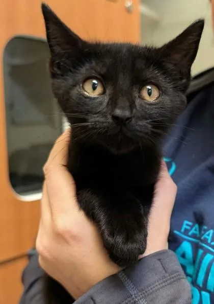 A baby small-sized male Domestic Short Hair cat named Beast Boy for adoption in Fairfax, VA