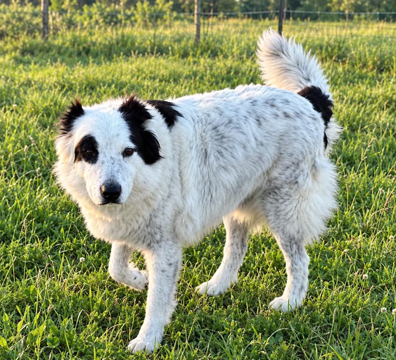 An adult medium-sized male Australian Cattle Dog / Blue Heeler dog named Benji for adoption in Hamilton , TX