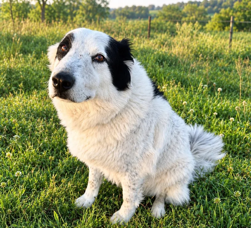 Benji thumbnail 2