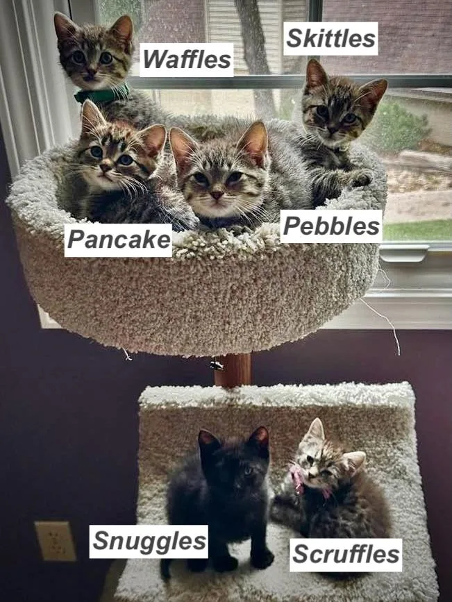 A baby medium-sized male Tabby (Gray / Blue / Silver) Domestic Short Hair cat named Rosey's Babies for adoption in Unionville, MO