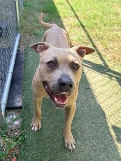 A young medium-sized male Pit Bull Terrier dog named Lil Jon for adoption in Inverness, FL