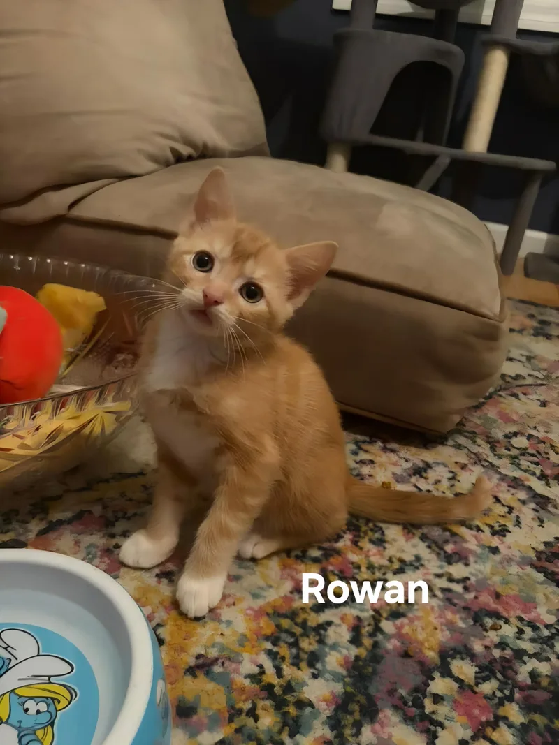 A baby medium-sized male Orange & White Domestic Short Hair cat named Rowan for adoption in Chicopee, MA