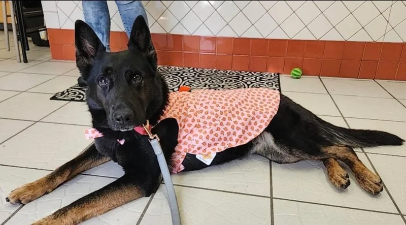 An adult medium-sized female Black Belgian Shepherd / Malinois dog named Ariel for adoption in rowland heights, CA
