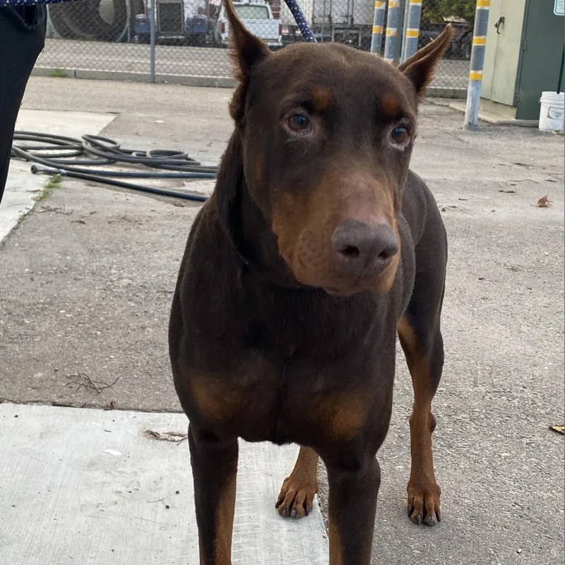 A senior large-sized male Red / Chestnut / Orange Doberman Pinscher dog named Dobby for adoption in Fresno, CA