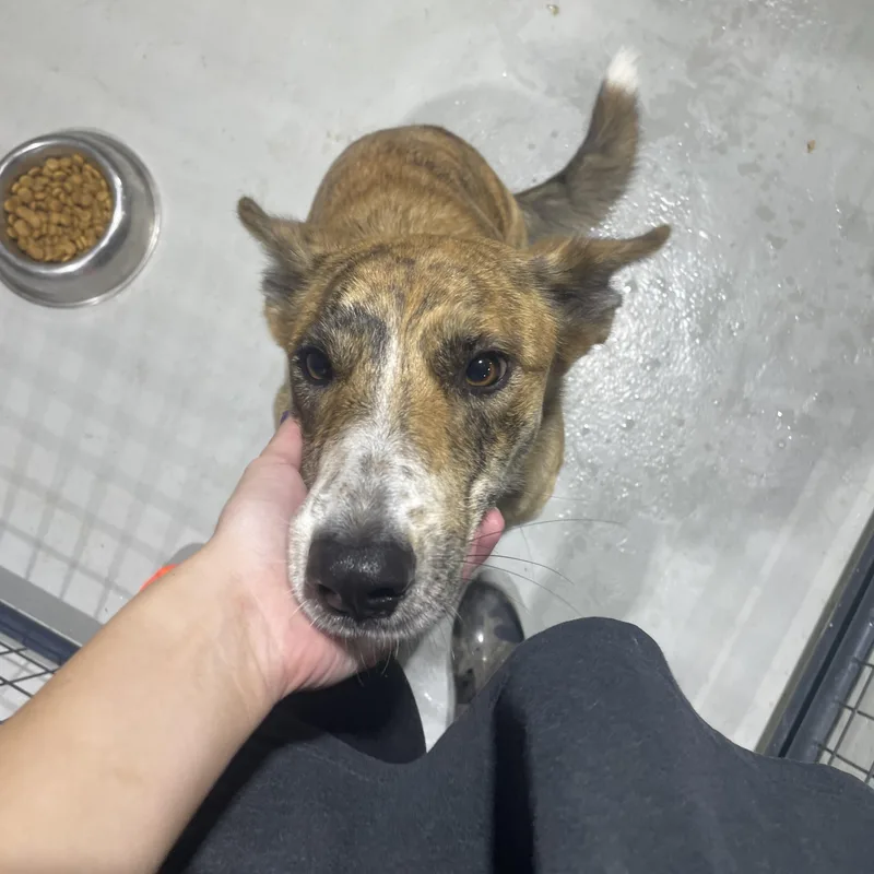 A young medium-sized female Mixed Breed dog named Dutchess for adoption in Ruston, LA